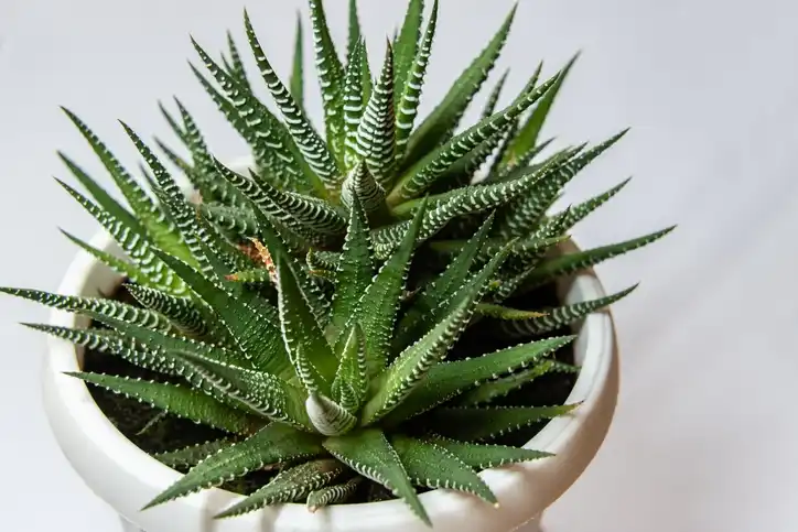 Haworthia