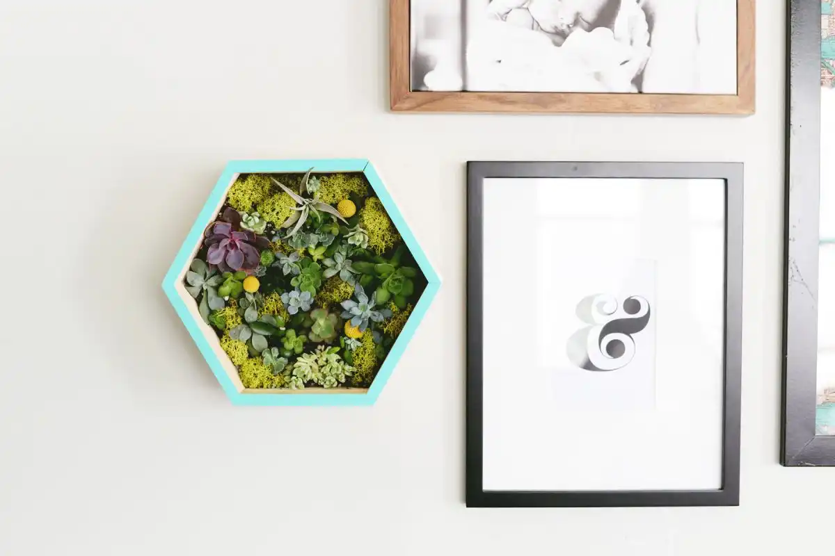 Honeycomb wall succulent planter
