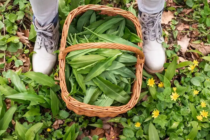 weeds that look like grass