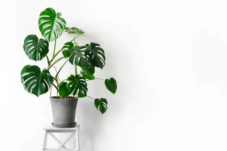 How to Choose A Plant Stand Indoor