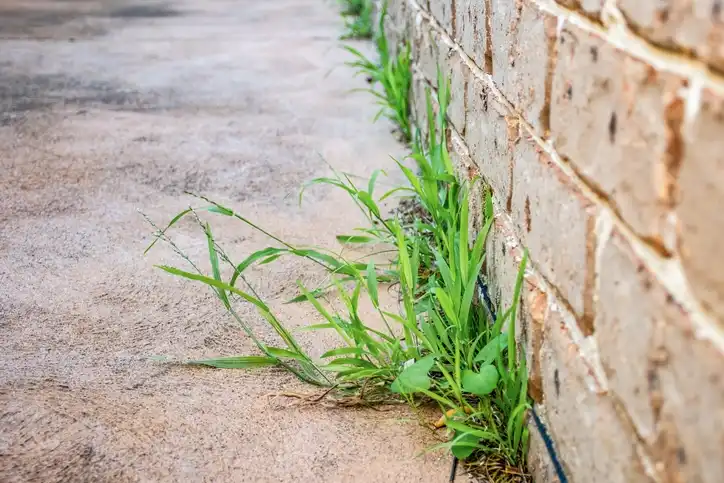 FAQs About Vinegar Killing Grass