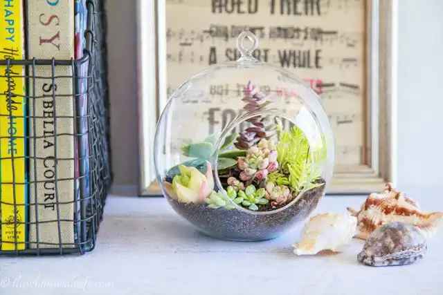 How to make a table succulent terrarium