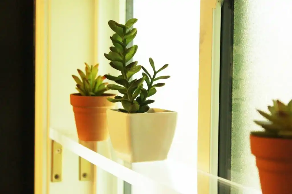 Difference Between Acrylic And Plexiglass 
