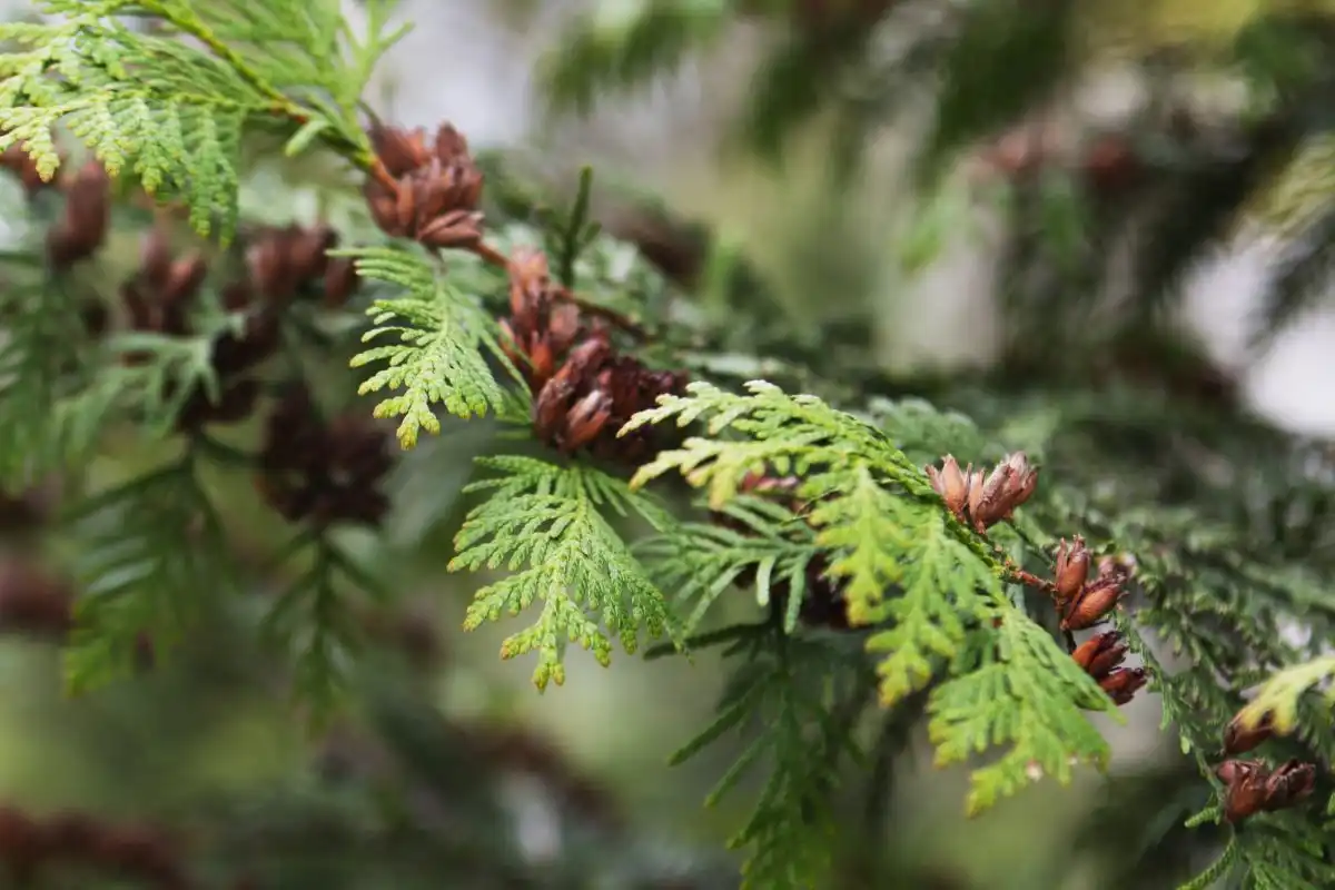 Is Western Red Cedar Right For Your Home?