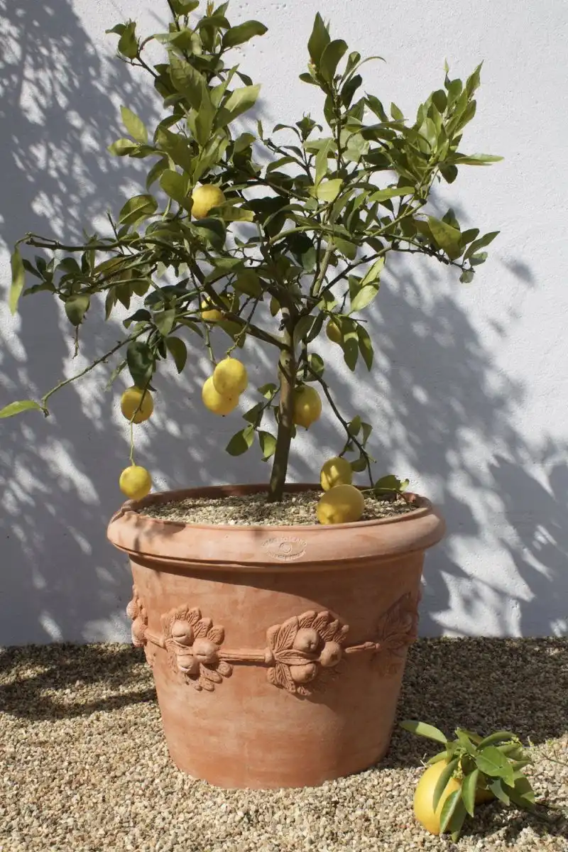 Italian Terracotta