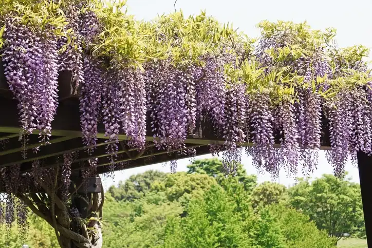 Japanese Wisteria 