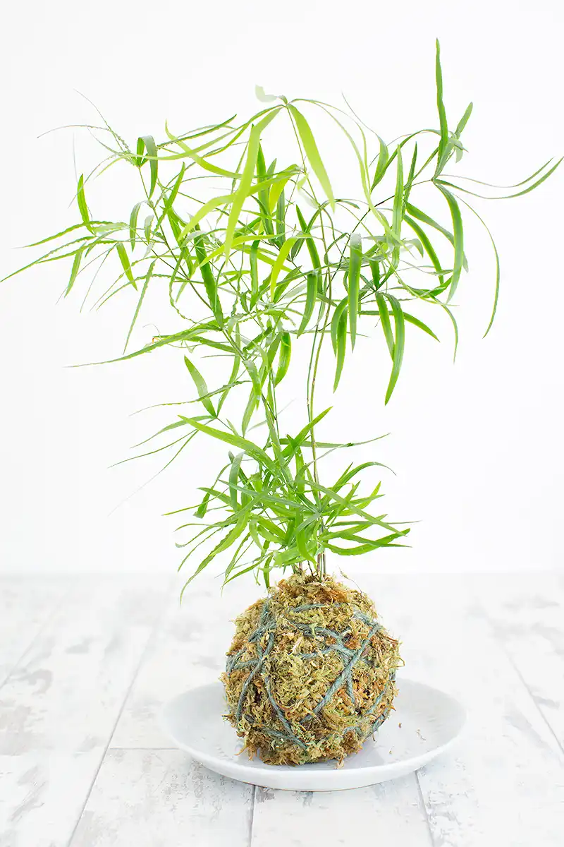 Kokedama planter DIY