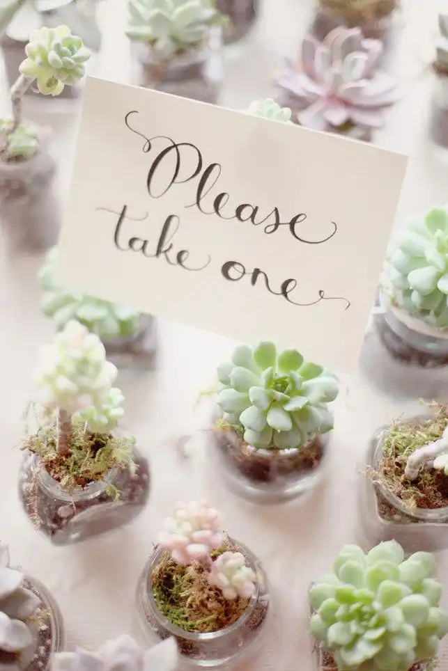 Little succulents favors