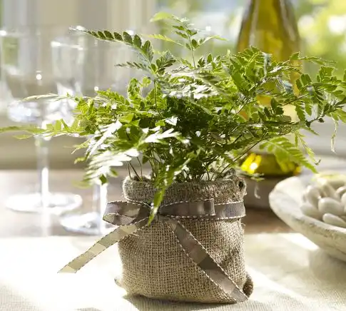 Live Rabbit Foot Fern