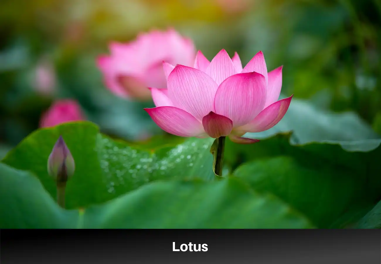 Lotus