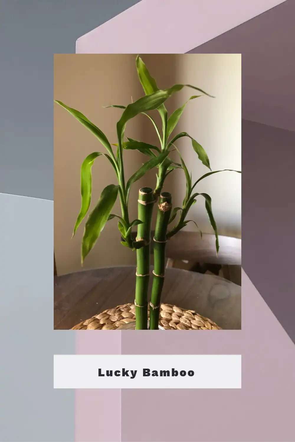 Lucky Bamboo