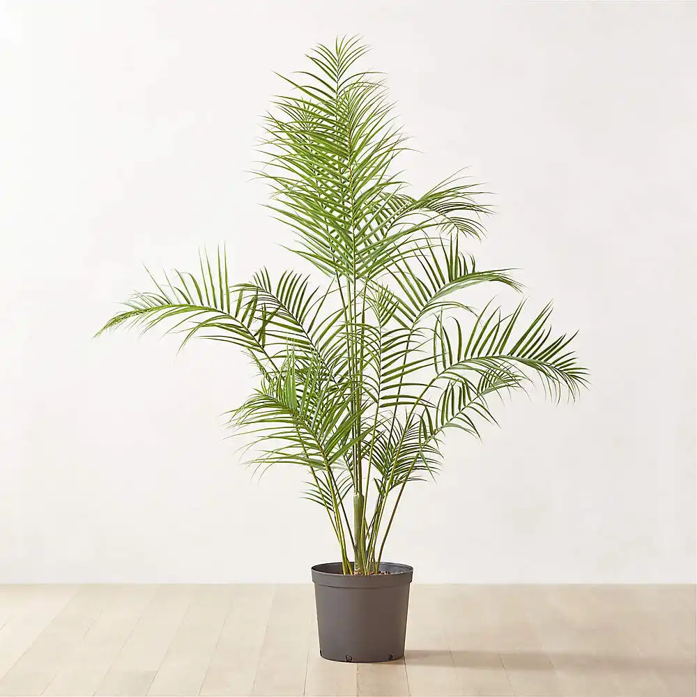 Majestic palm tree