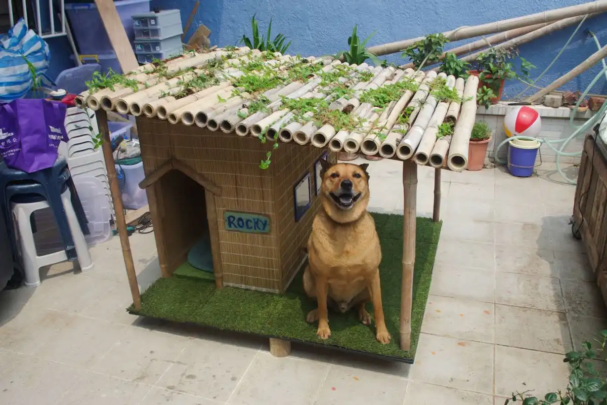 Making a tropical dog house