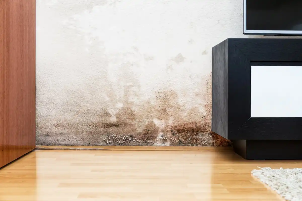 Mold Vs. Mildew