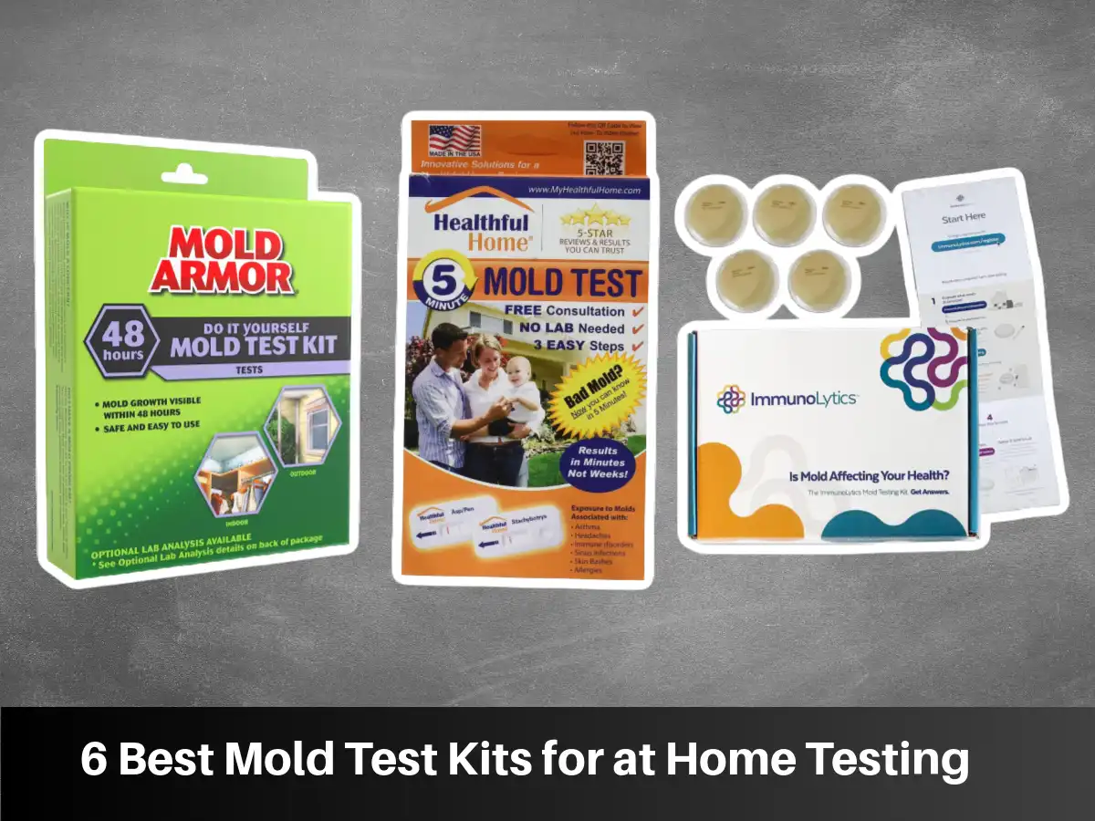 6 Best Mold Test Kits for at Home Testing 6 Best Mold Test Kits for at Home Testing