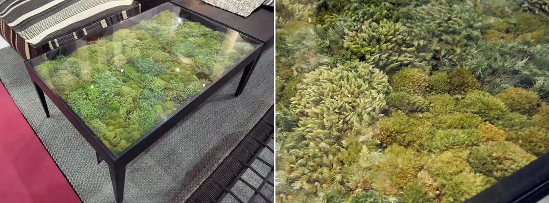 Moss coffee table design