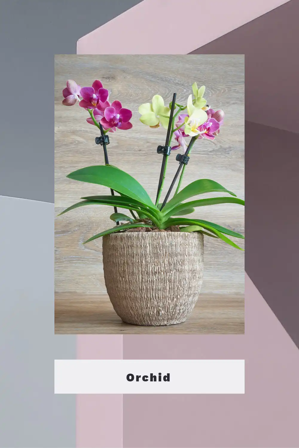 Orchid