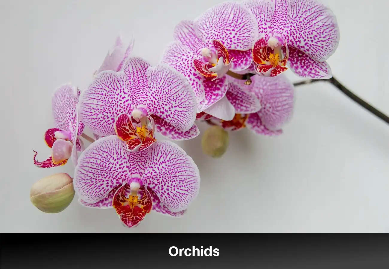 Orchids