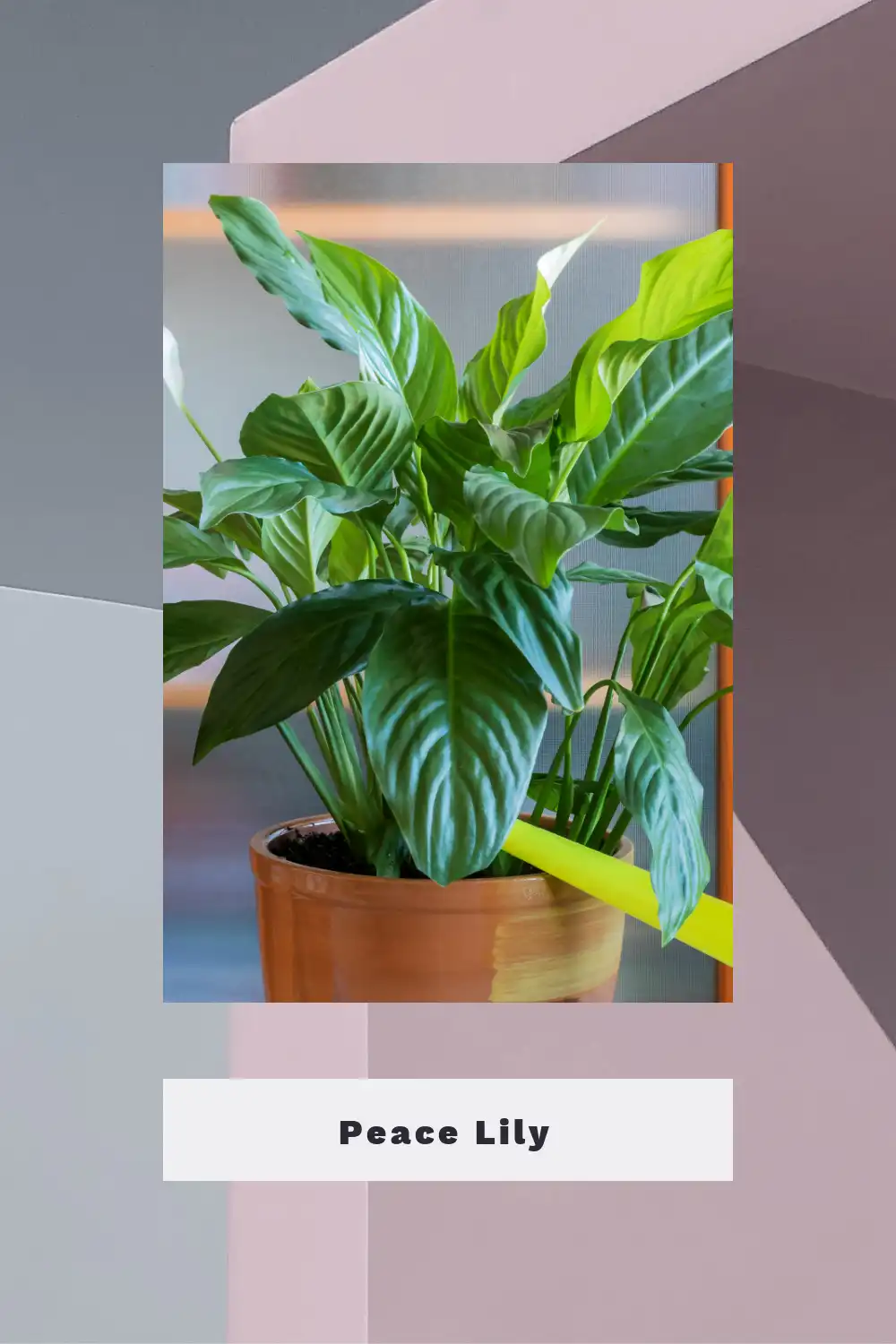 Peace Lily