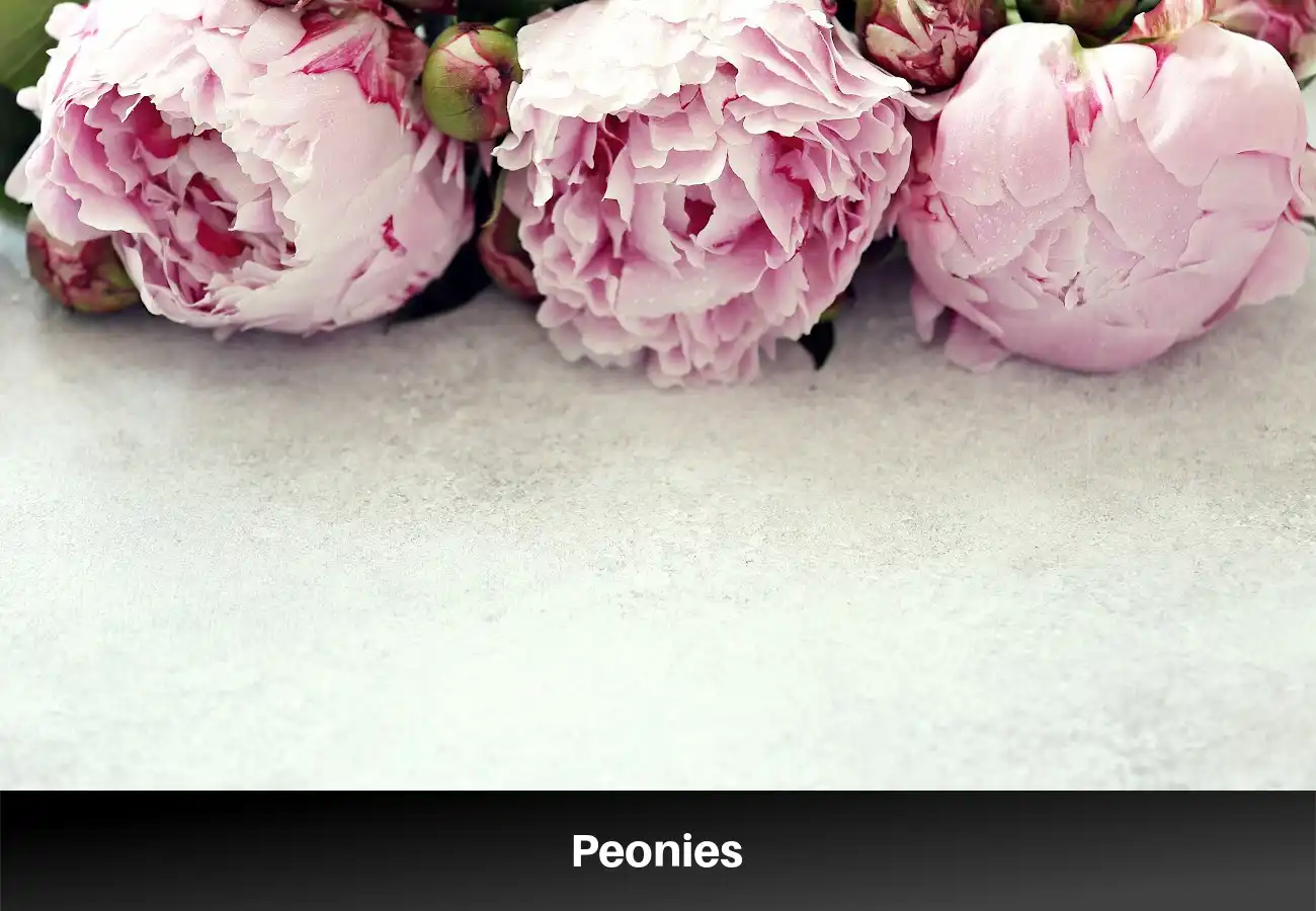 Peonies