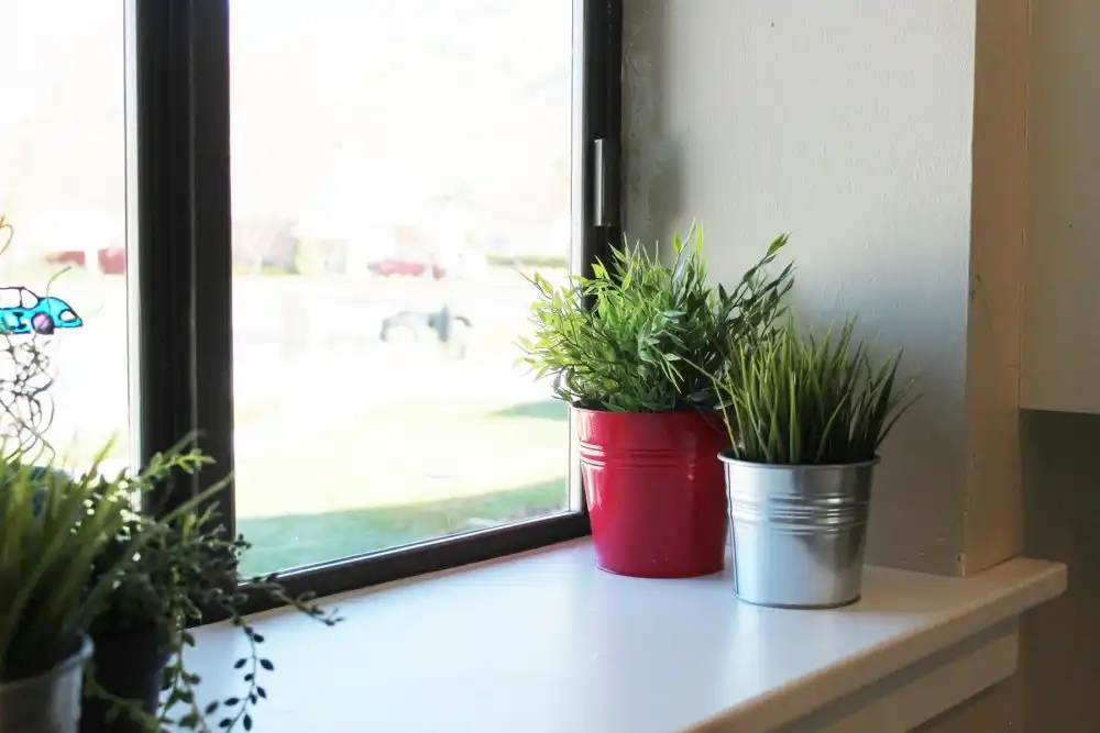 Plant life in the kitchen window