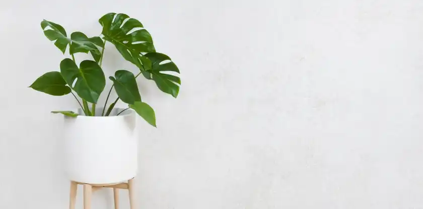 DIY plant stand