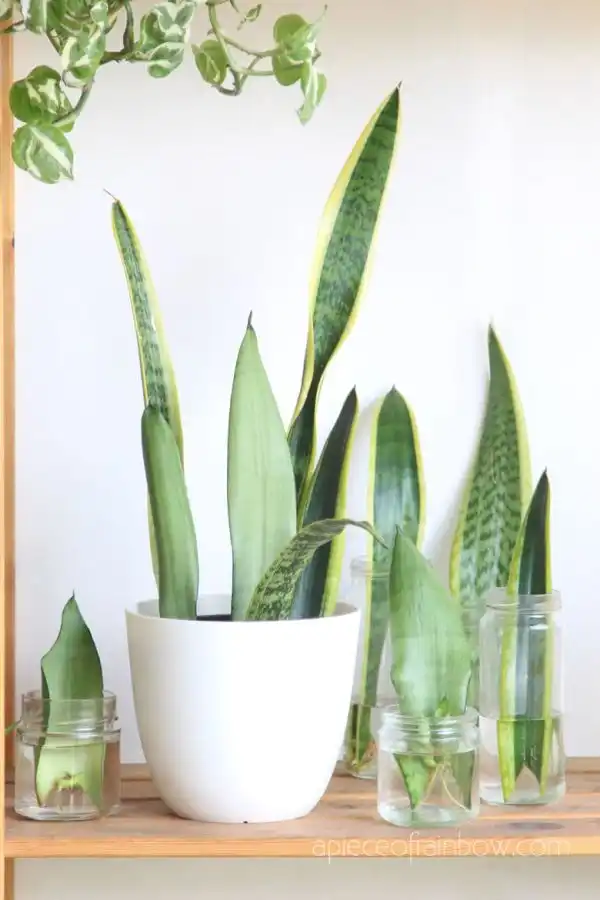 Propagate Sansevieria
