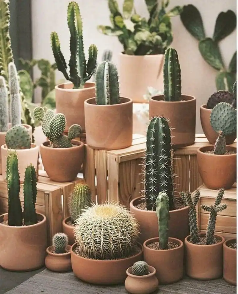 Pros of Terracotta Pots