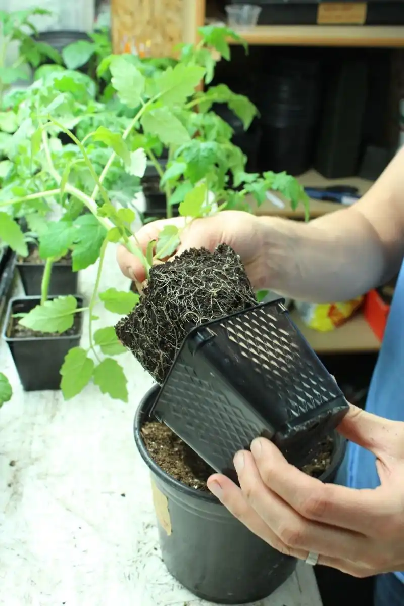 Pull out the tomato plant