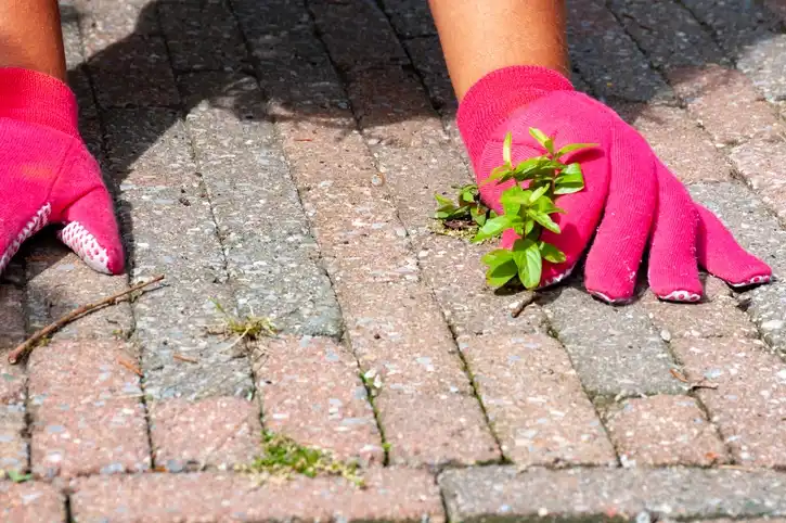 Why Get Rid Of Weeds?