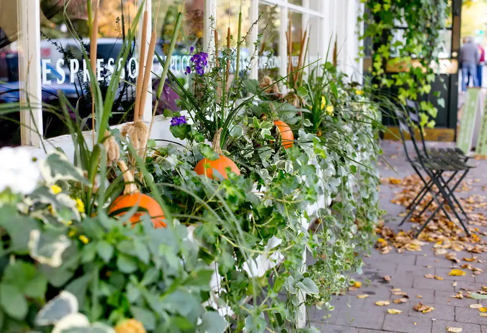 Pumpkins and Gourds in Window Boxes