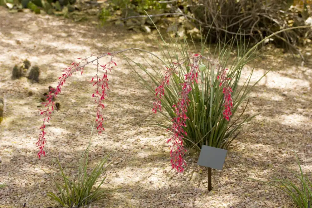 Red Yucca