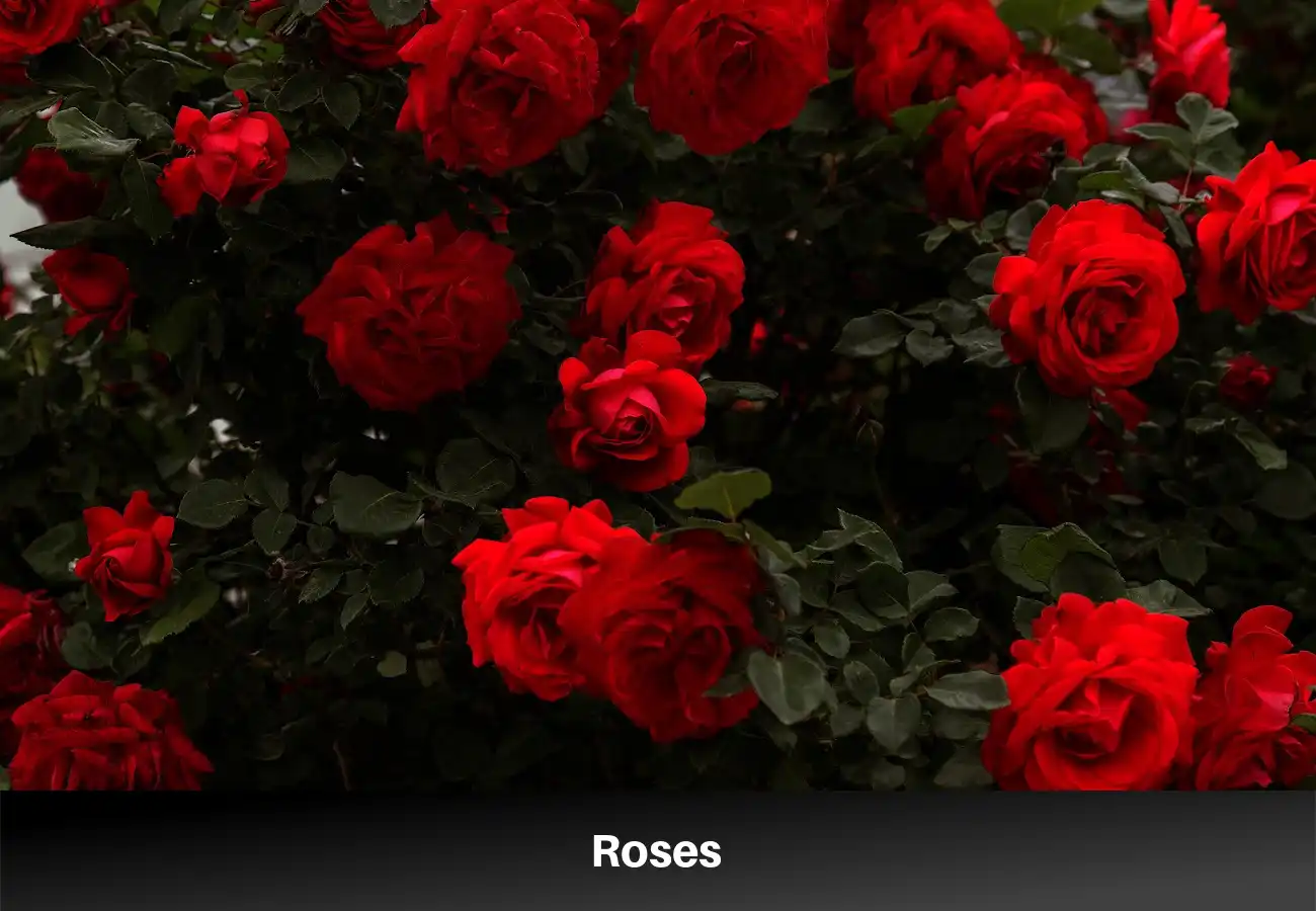 Roses