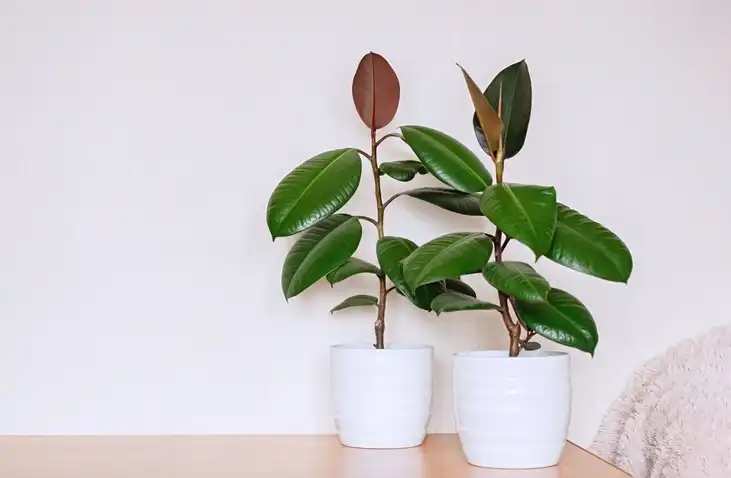 Rubber Plant