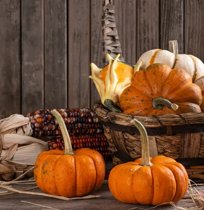 Scarecrow and Dried Corn Display