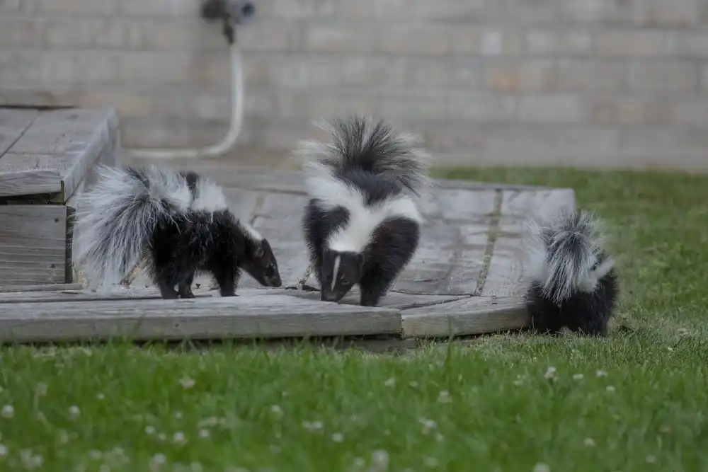 How To Get Rid Of Skunks