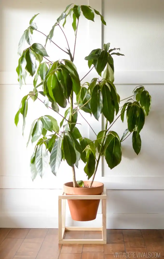 Square wooden planter