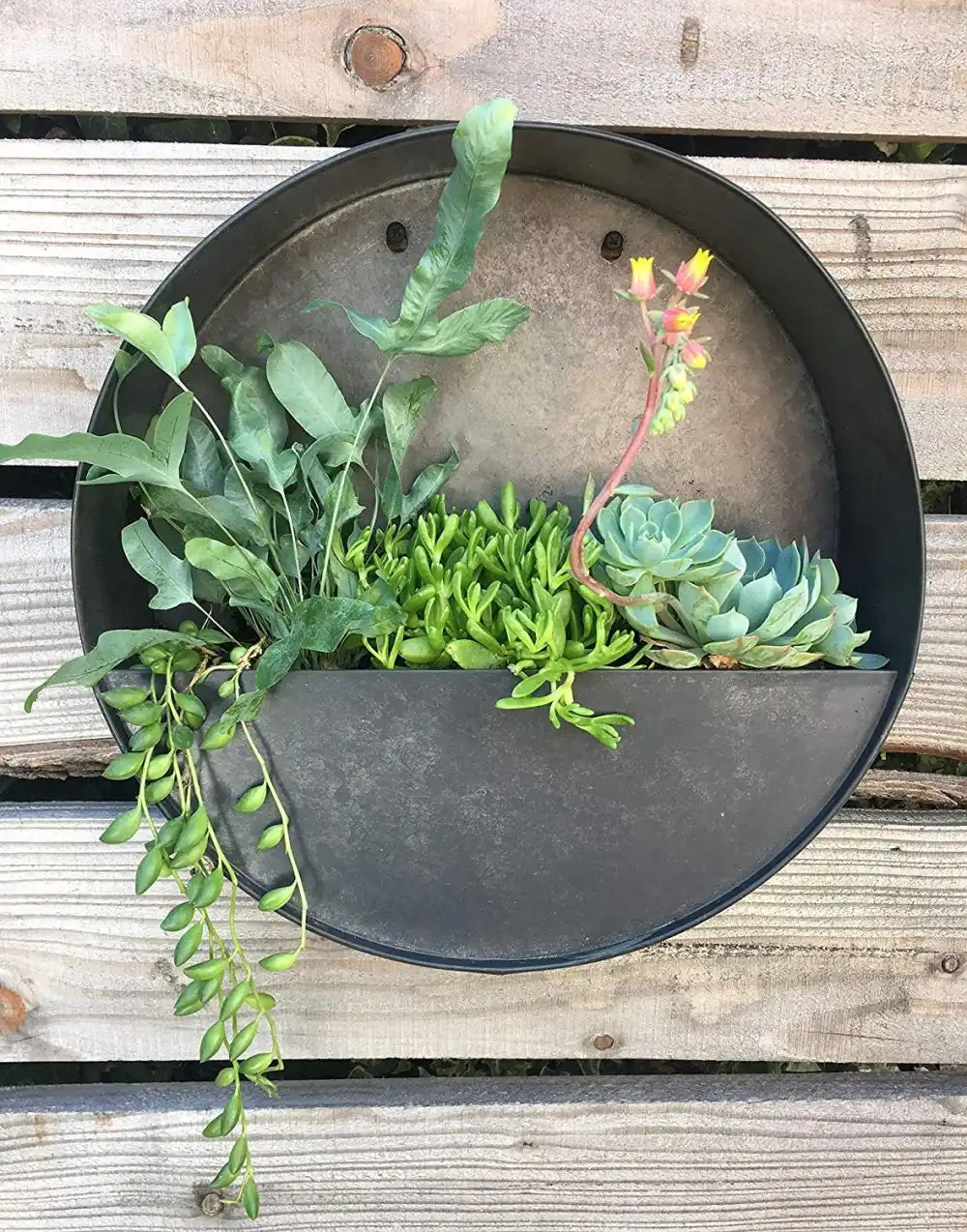 An industrial planter for succulents