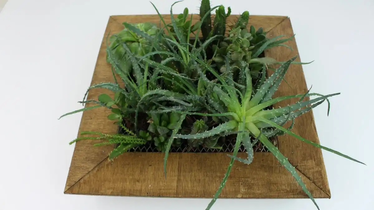 Succulent wire planter