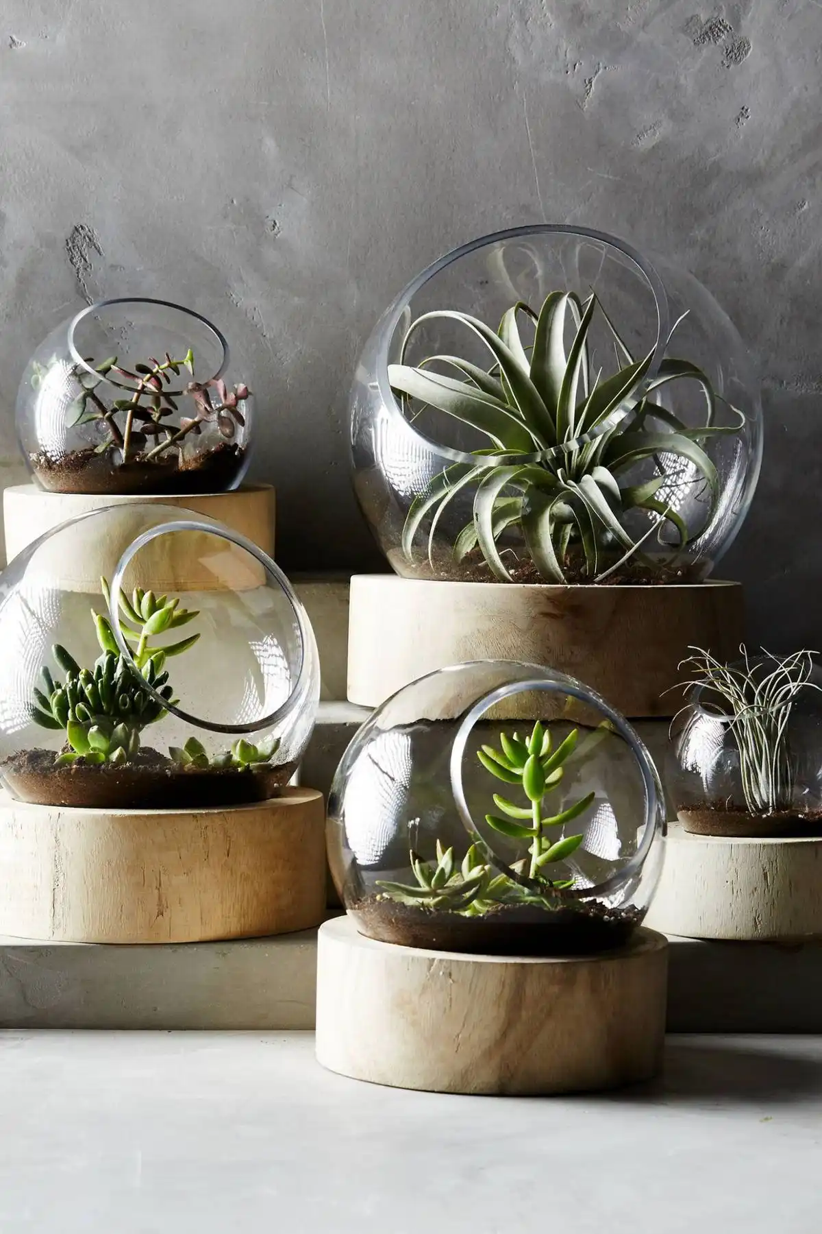 Terrarium succulent planter