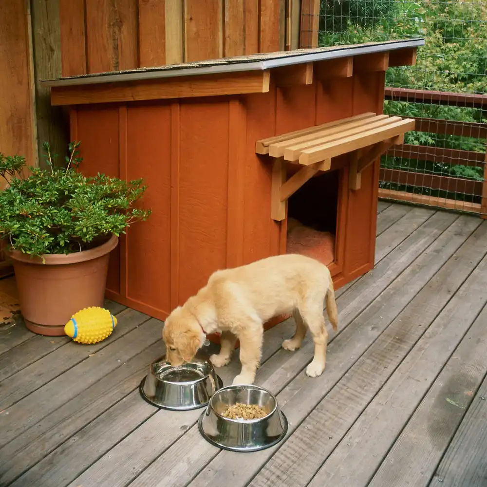 The mini ranch dor dog