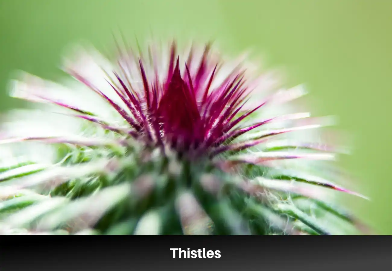 Thistles