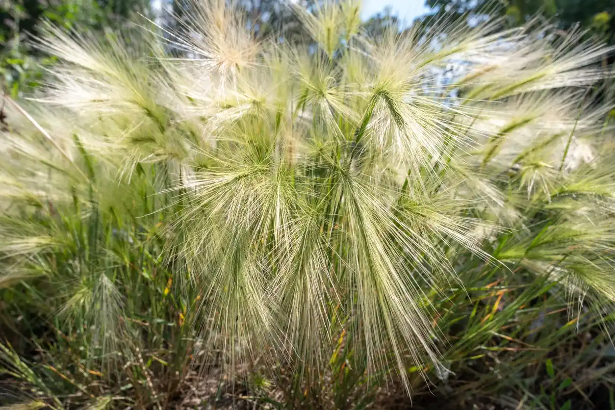 Thread Grass