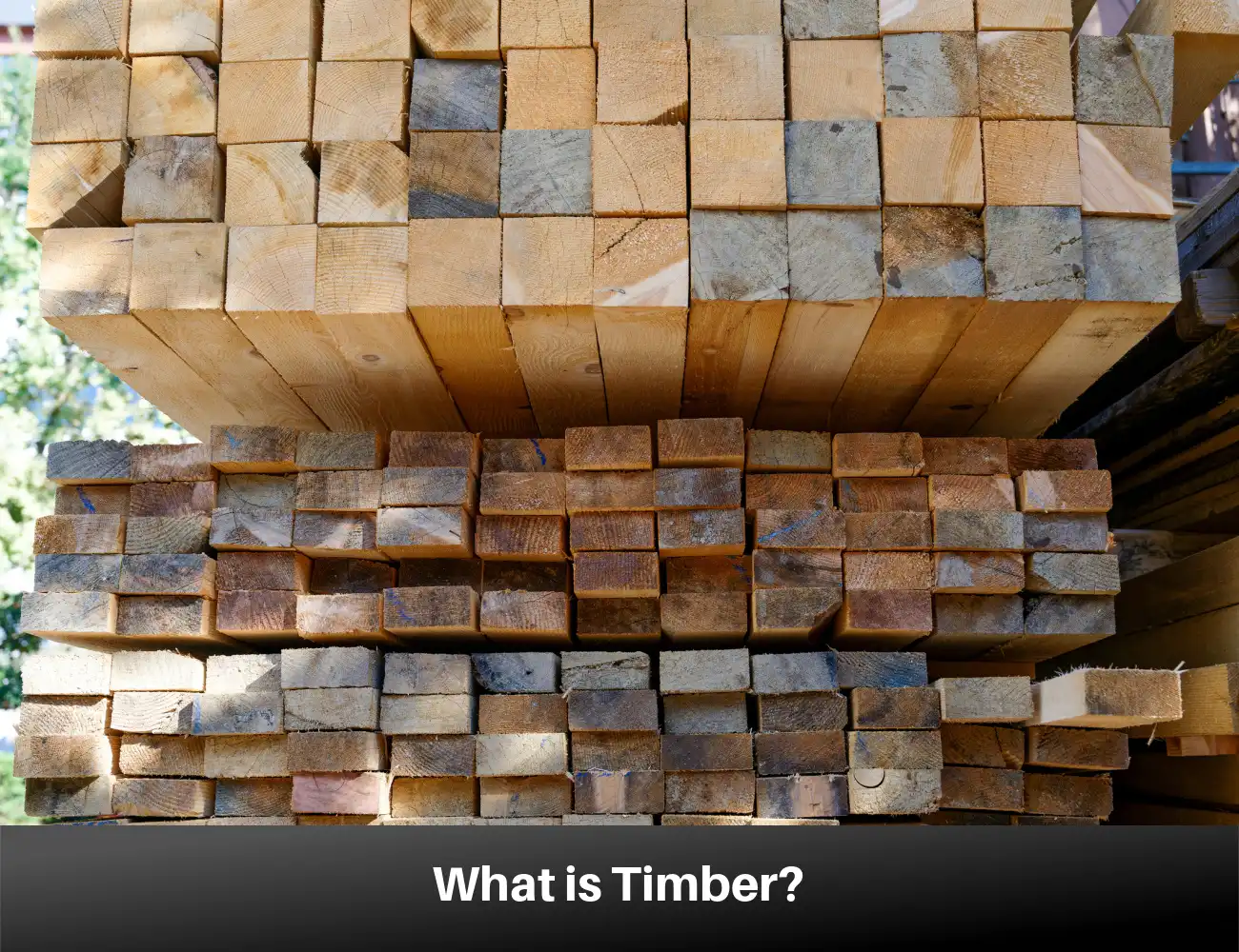 What is Timber? Your Guide to Types, Quality, Uses, and Production  