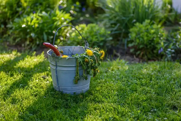 Types Of Lawn Weeds