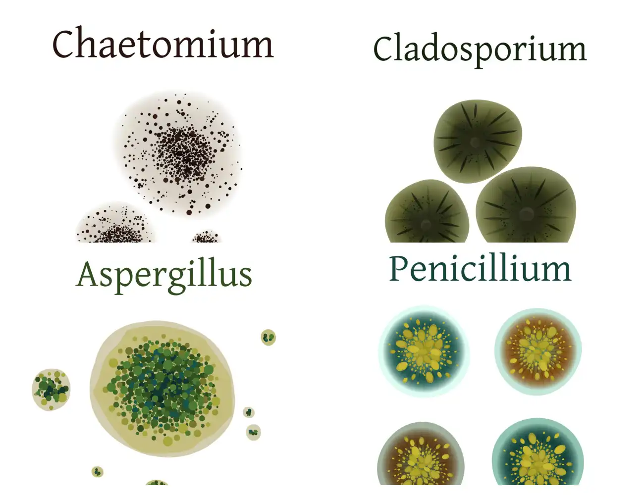 9 Types of Mold You Should Learn About