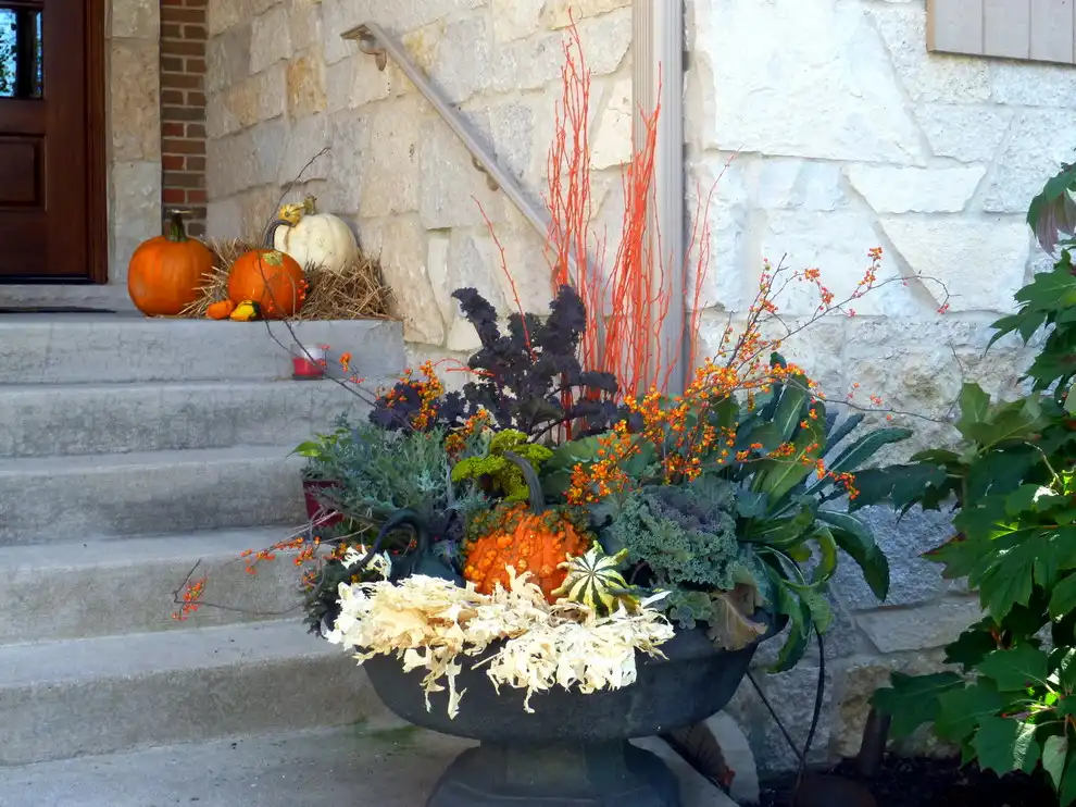 Use Ornamental Kale and Cabbages for Container Fillers