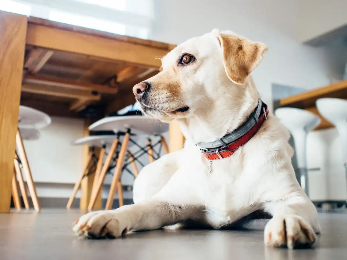 Choosing The Best Type Of Flooring For Dogs And Their Owners