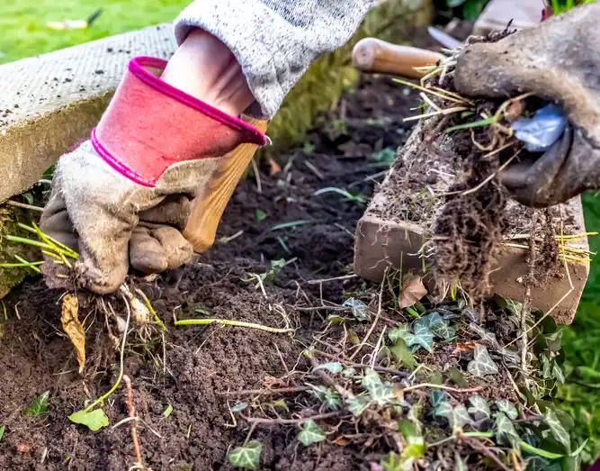 Types Of Creeping Lawn Weeds And How To Get Rid Of Them