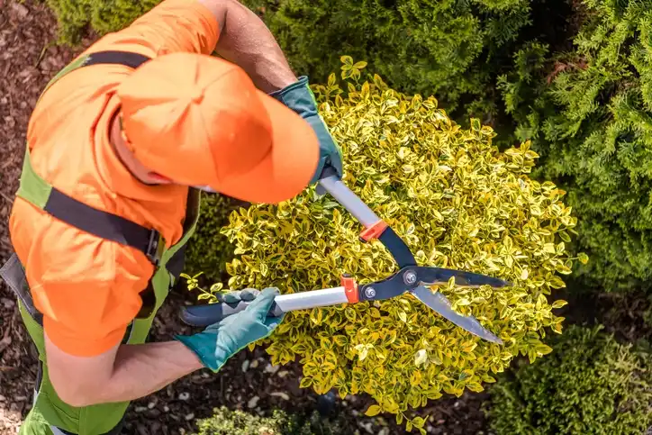 Topiary Trees: A Field Guide For Sterling Landscapes